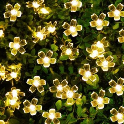 chary-blossom-Lights